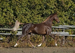 American Saddlebred Free Running