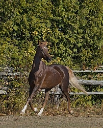 American Saddlebred Free Running