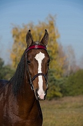 American Saddlebred Portrait