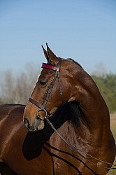 American Saddlebred Portrait