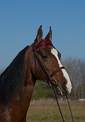 American Saddlebred Portrait