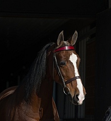 American Saddlebred Portrait