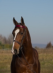 American Saddlebred Portrait
