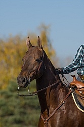 American Saddlebred Portrait