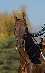 American Saddlebred Portrait