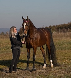 American Saddlebred with People