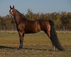 American Saddlebred Conformation