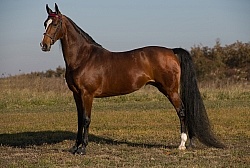 American Saddlebred Conformation