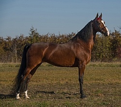 American Saddlebred Conformation