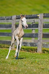 Foal Free Running, Connemara Quarter Horse Cross Foal Free Running, Connemara Quarter Horse Cross