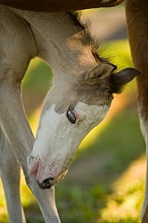 Foal Portrait, Connemara Quarter Horse Cross Foal Portrait, Connemara Quarter Horse Cross