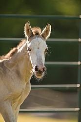 Foal Portrait, Connemara Quarter Horse Cross Foal Portrait, Connemara Quarter Horse Cross
