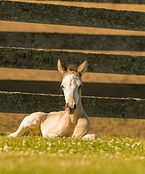Foal Portrait, Connemara Quarter Horse Cross Foal Portrait, Connemara Quarter Horse Cross