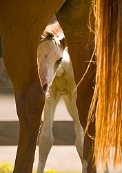 Foal Portrait, Connemara Quarter Horse Cross Foal Portrait, Connemara Quarter Horse Cross