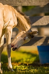 Foal Portrait, Connemara Quarter Horse Cross Foal Portrait, Connemara Quarter Horse Cross