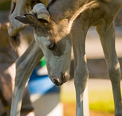 Foal Portrait, Connemara Quarter Horse Cross Foal Portrait, Connemara Quarter Horse Cross