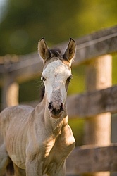 Foal Portrait, Connemara Quarter Horse Cross Foal Portrait, Connemara Quarter Horse Cross
