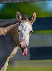 Foal Portrait, Connemara Quarter Horse Cross Foal Portrait, Connemara Quarter Horse Cross