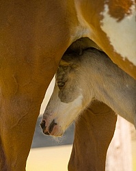 Foal Portrait, Connemara Quarter Horse Cross Foal Portrait, Connemara Quarter Horse Cross