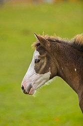 Foal Portrait