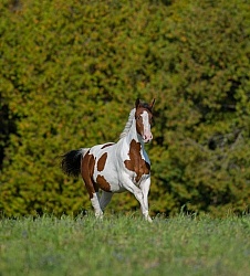 Canadian Warmblood Free Running