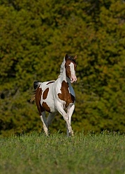 Canadian Warmblood Free Running
