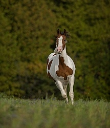 Canadian Warmblood Free Running
