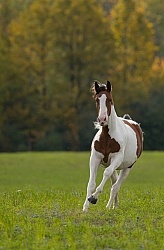Canadian Warmblood Free Running