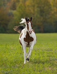 Canadian Warmblood Free Running