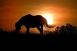 Nokota Horse Silhouette