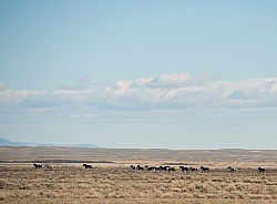Riding to the Wild Horses with The Hideout Guest Ranch
