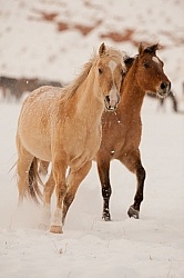The Hideout Guest Ranch Horses in the Snow