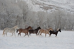 The Hideout Guest Ranch Horses in the Snow