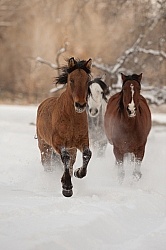 The Hideout Guest Ranch Horses in the Snow