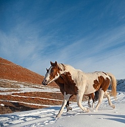 The Hideout Guest Ranch Horses in the Snow