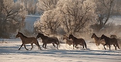 The Hideout Guest Ranch Horses in the Snow
