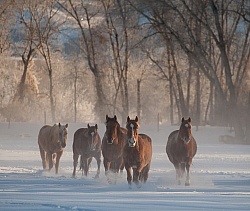 The Hideout Guest Ranch Horses in the Snow