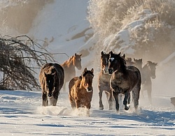 The Hideout Guest Ranch Horses in the Snow