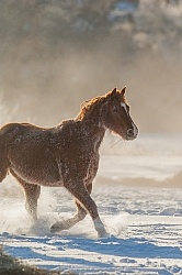 The Hideout Guest Ranch Horses in the Snow