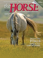 The Horse December 2020