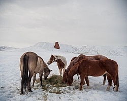 Horses Eating Hay in Winter