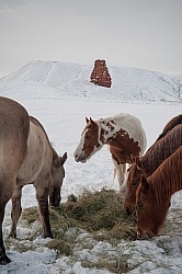 Horses Eating Hay in Winter