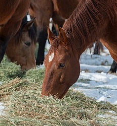 Horses Eating Hay in Winter