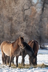 Horses Eating Hay in Winter