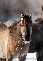 Horses Eating Hay in Winter