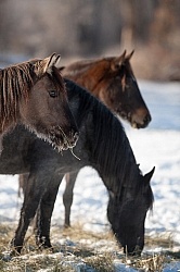 Horses Eating Hay in Winter