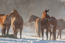 Horses Eating Hay in Winter