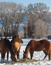 Horses Eating Hay in Winter