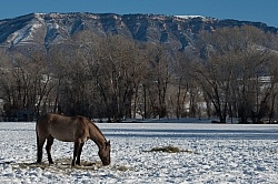 Horses Eating Hay in Winter