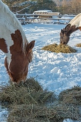 Horse Eating Hay in Winter
